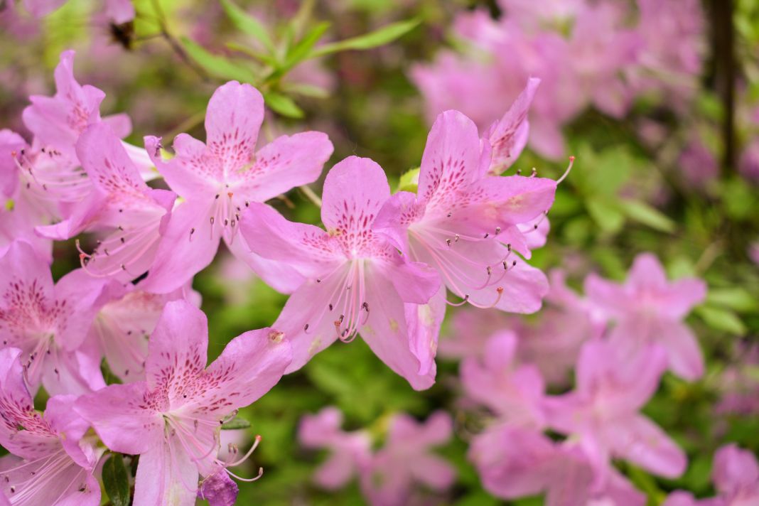 AZALEAS Y RODODENDROS