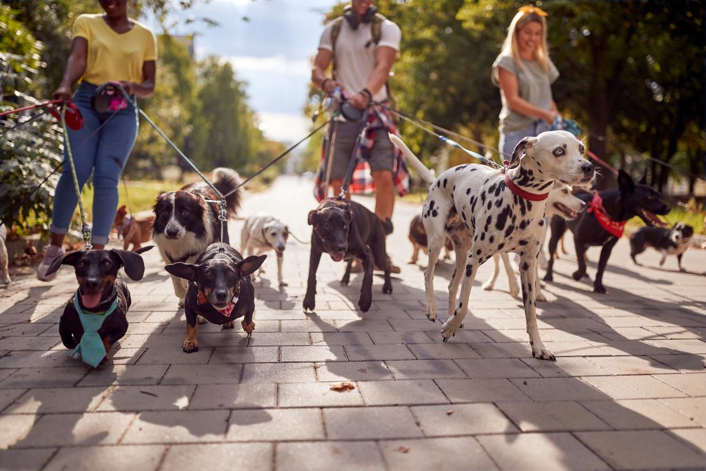 Método de evaluación de la inteligencia canina