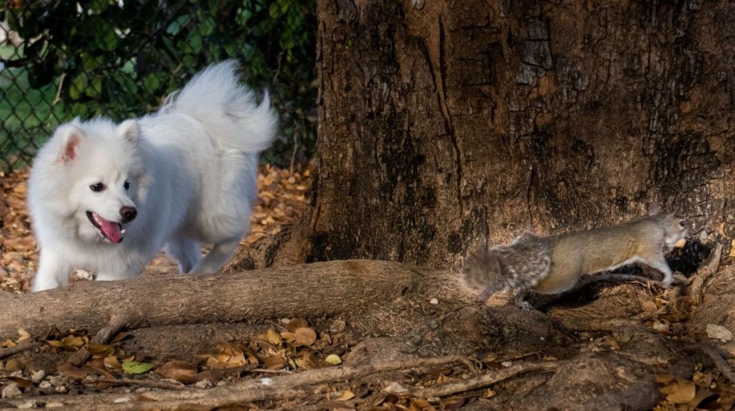 INTERACCIÓN CON FAUNA SILVESTRE