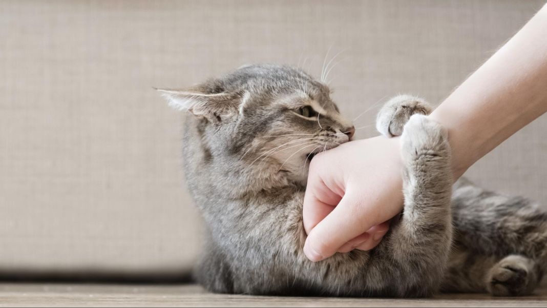 ENTENDIENDO EL COMPORTAMIENTO GATO