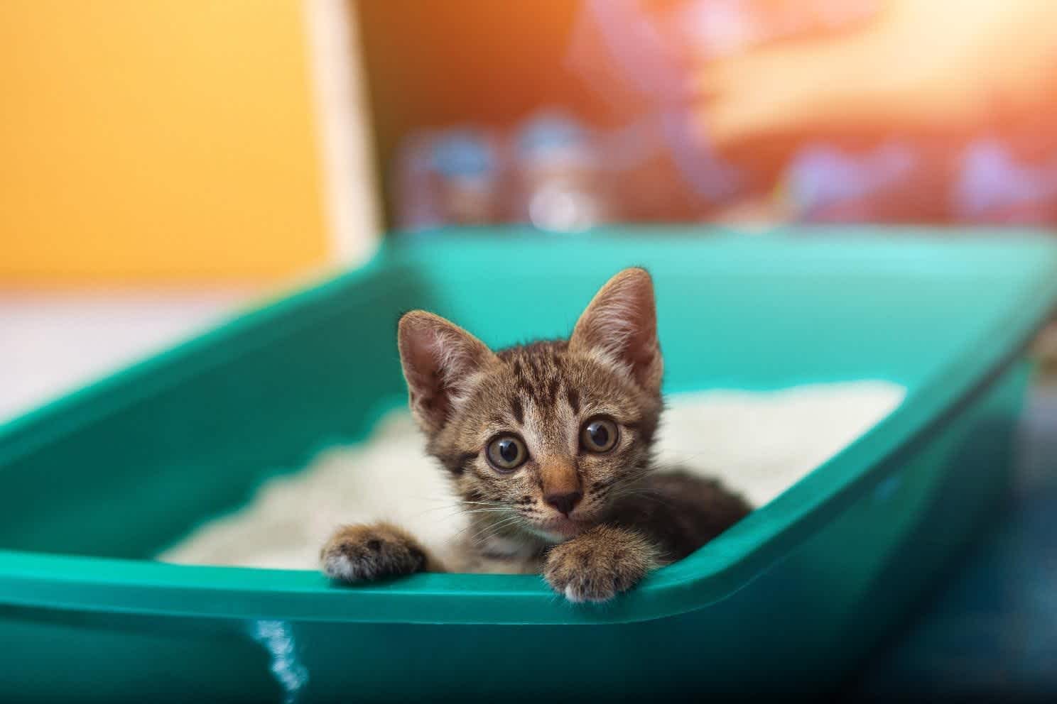 INFLUENCIA DE LAS PREFERENCIAS INDIVIDUALES DEL GATO