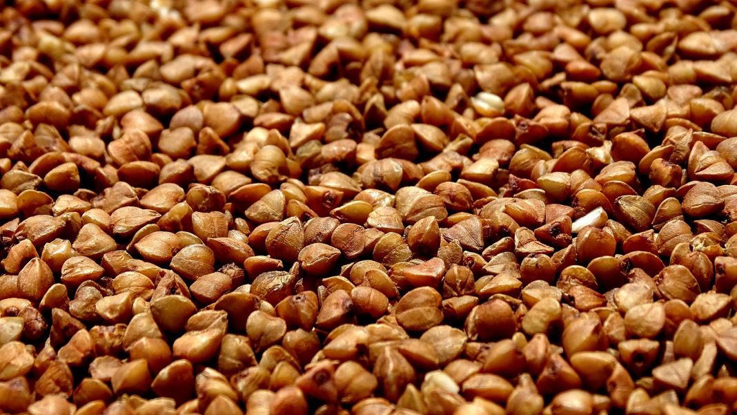 TRIGO SARRACENO: UNA FUENTE DE PROTEÍNA VEGETAL