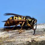 Alergia al veneno de insectos: síntomas y tratamiento