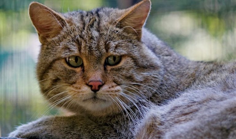 Giardia en los gatos: Síntomas más comunes y cómo prevenirla