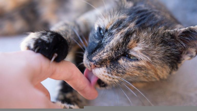 Mordeduras de gato: 6 Causas y de qué forma evitarlas