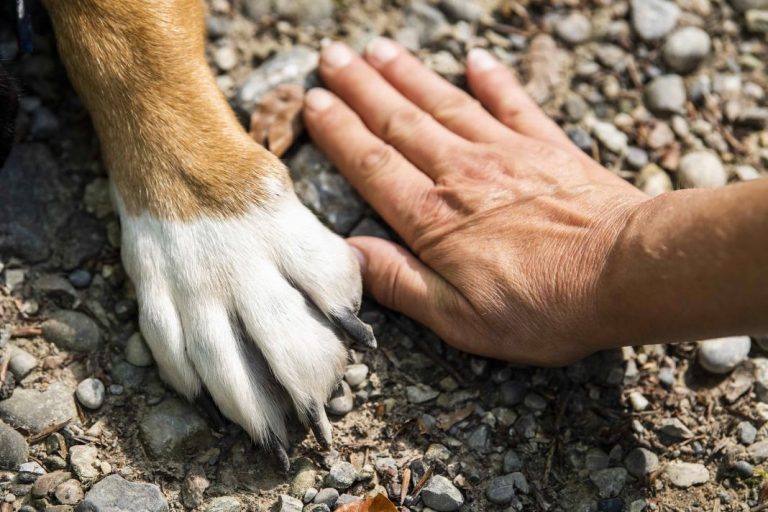 5 cosas que necesitas para cuidar las patas de tu perro