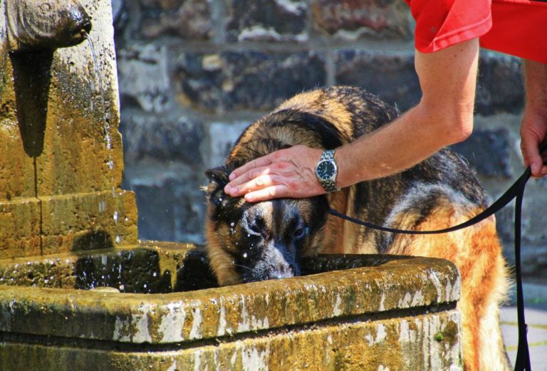 5 consejos para calmar el calor de tu perro en los días más calurosos