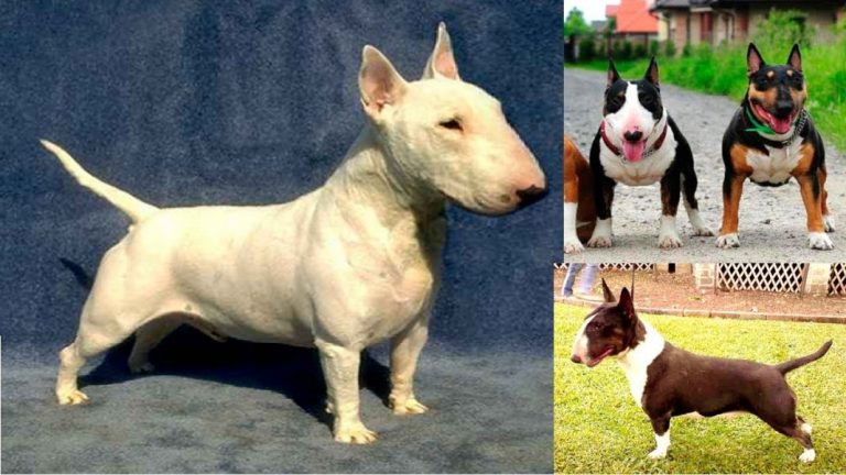 Razas mini: 5 versiones más pequeñas de perros de tamaño mediano y grande