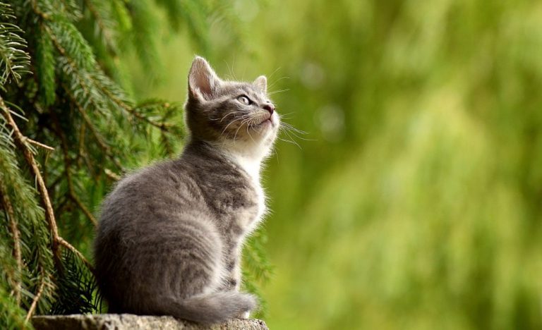 Conjuntivitis en los gatos: Como tratar el problema