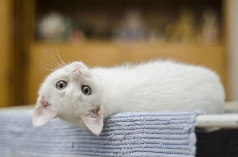 Leucemia felina: Síntomas del FeLV en los gatitos