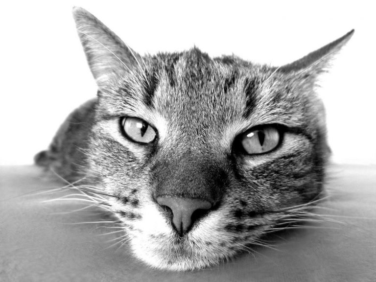 La diabetes en los gatos: Peligros y cómo prevenir la enfermedad