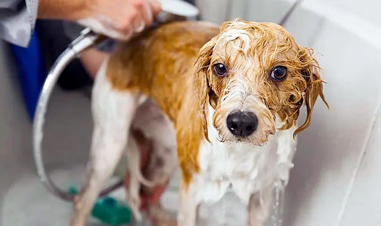 Este es el motivo por el cual los perros huelen mal cuando se mojan
