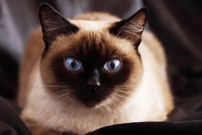 ¿Cuáles son las características de un gato siamés?