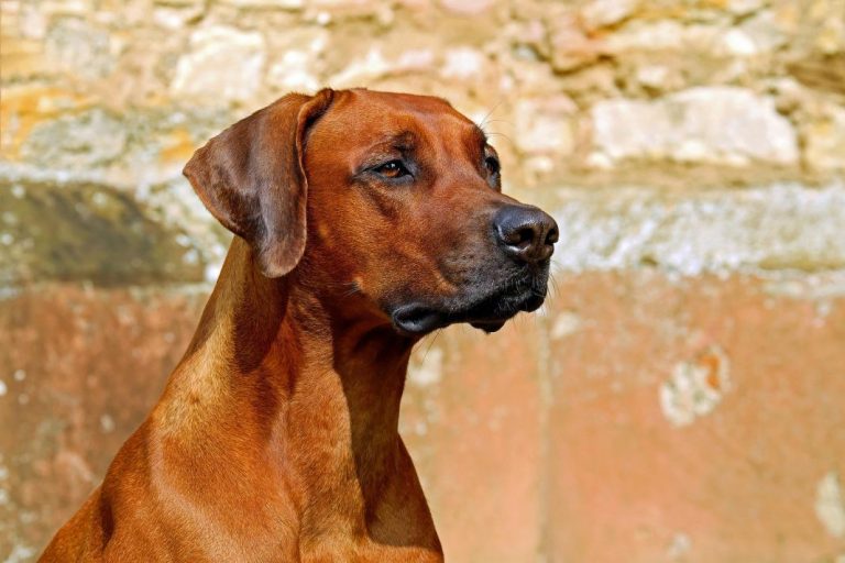 Leptospirosis canina: características, contagio y prevención