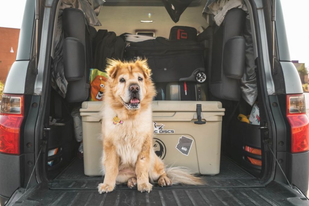 perro en maletin de coche para viajar 