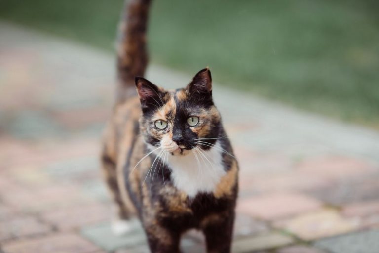 Vómitos del gato: Posibles causas de los vómitos y sepa qué hacer