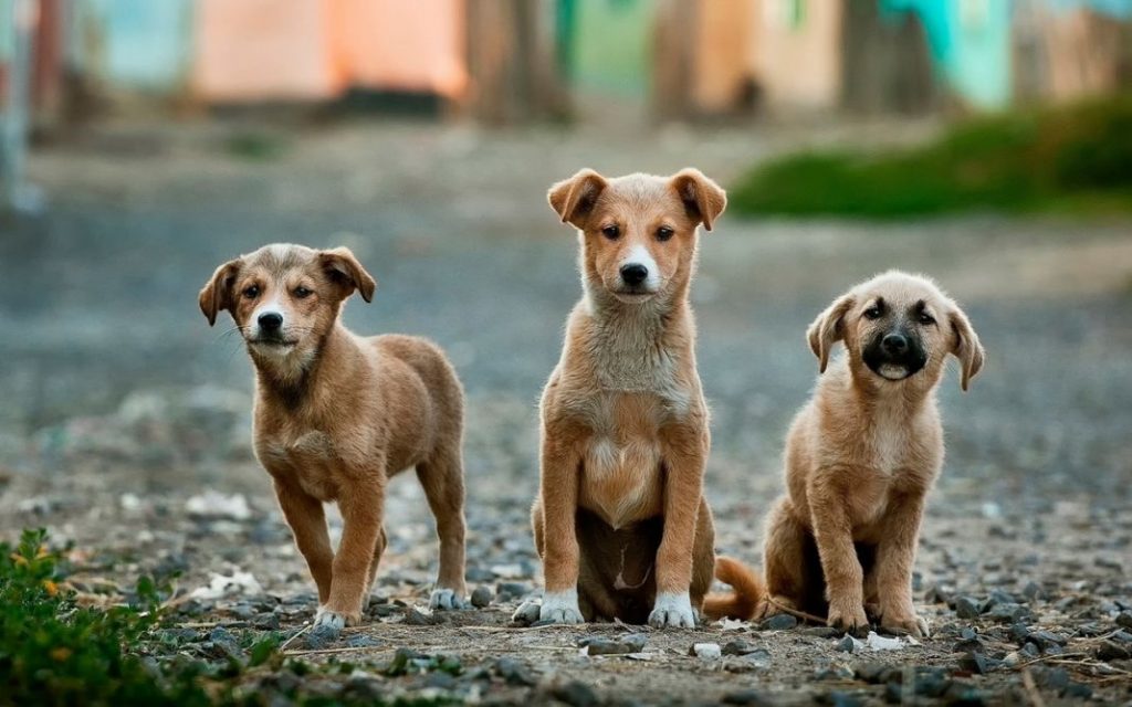 Acogida de perros: qué es, obligaciones y todo lo que debes saber 1 Vida.es Acogida de perros qué es, obligaciones y todo lo que debes saber