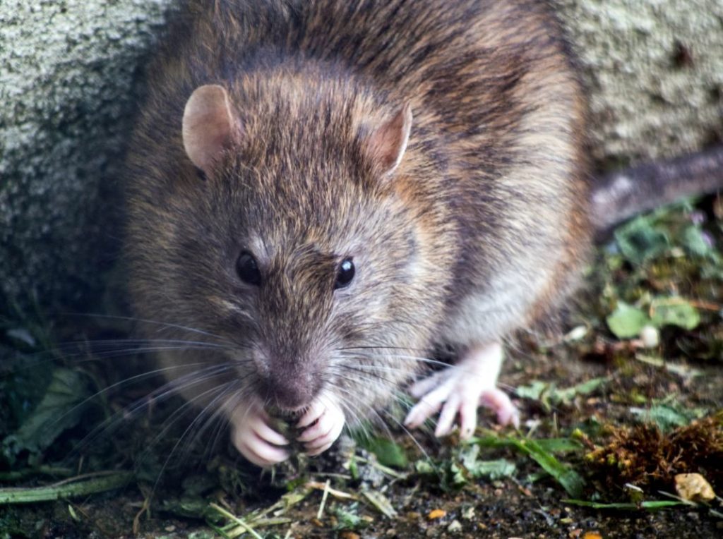 Cuidados de la rata, uno de los roedores más habituales como mascota