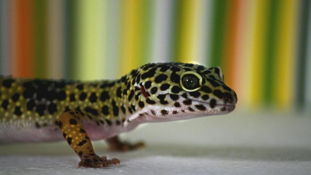 Cuidados del gecko leopardo para que no se enferme en casa