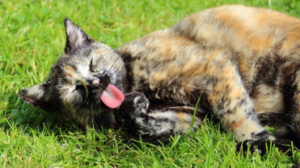 El motivo por el que la lengua de los gatos es áspera