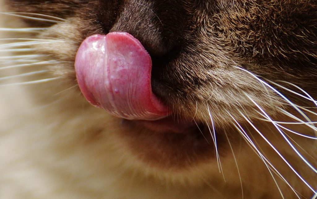 El motivo por el que la lengua de los gatos es áspera