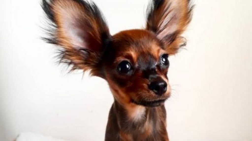 Esta es la raza de perros más deseada de este 2022 1 Vida.es ¿Qué es la raza de perros?