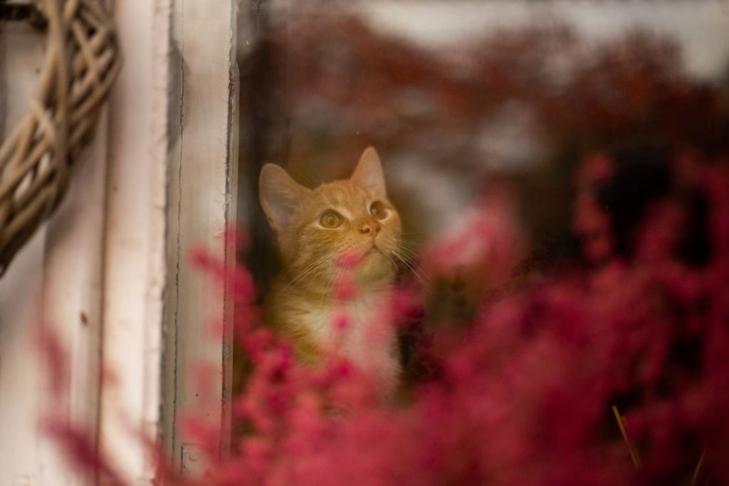 Estoy embarazada, ¿puedo vivir con un gato? 1 Vida.es Estoy embarazada, puedo vivir con un gato