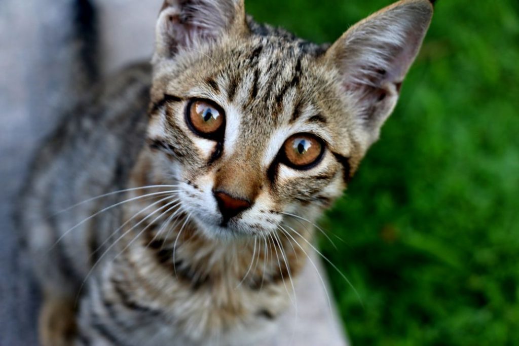 Guía práctica para limpiar las orejas de tu gato a fondo 1 Vida.es animales