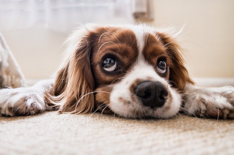 Los huesos y otros alimentos "humanos" que benefician a tu perro 1 Vida.es ¿Qué es el perro?