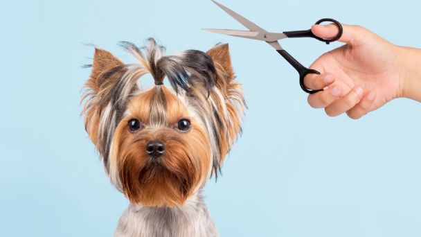 Razas de perro a las que no debes cortarles el pelo 1 Vida.es ¿Qué es el perro?