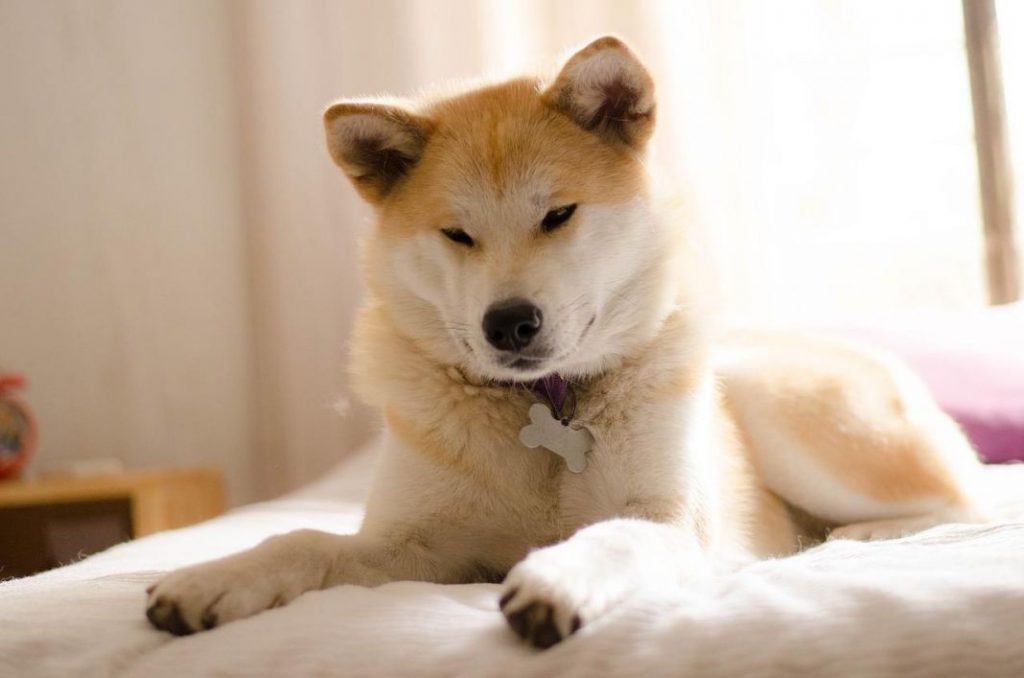Razas de perros que ladran muy poco (o nada) 1 Vida.es Razas de perros que ladran muy poco (o nada)