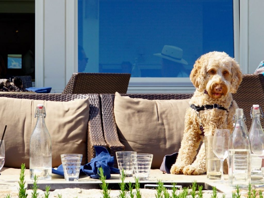 Restaurantes de Madrid donde puedes ir con tu perro