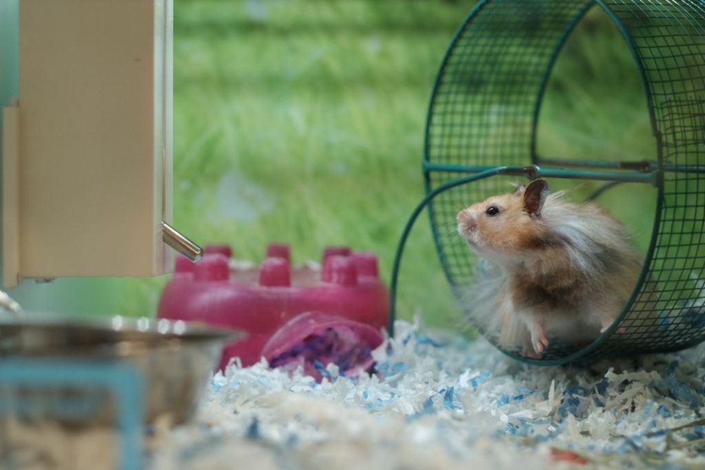 Así puedes encontrar tu hámster si se ha perdido por tu casa 1 Vida.es mascota