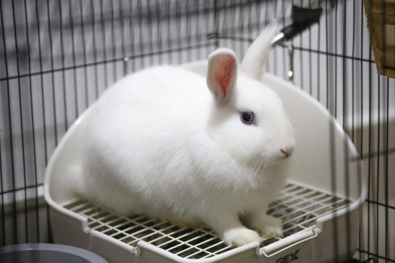Cómo enseñar a tu conejo a salir de la jaula sin que se escape
