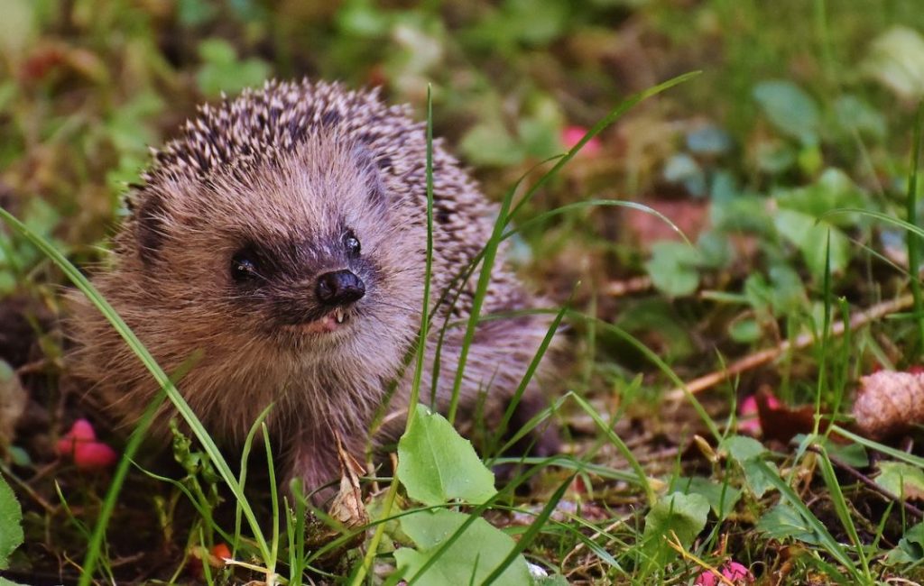 Esta es la mascota que está prohibida en España (y la gente tiene) 1 Vida.es erizo moruno