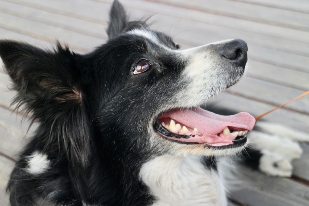 Este es el perro más inteligente del mundo