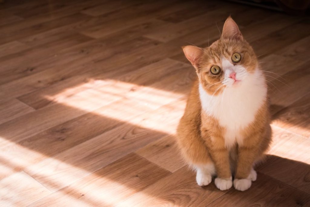 Esto es lo que le pasa a tu gato si tiene el pelaje áspero 1 Vida.es mascota