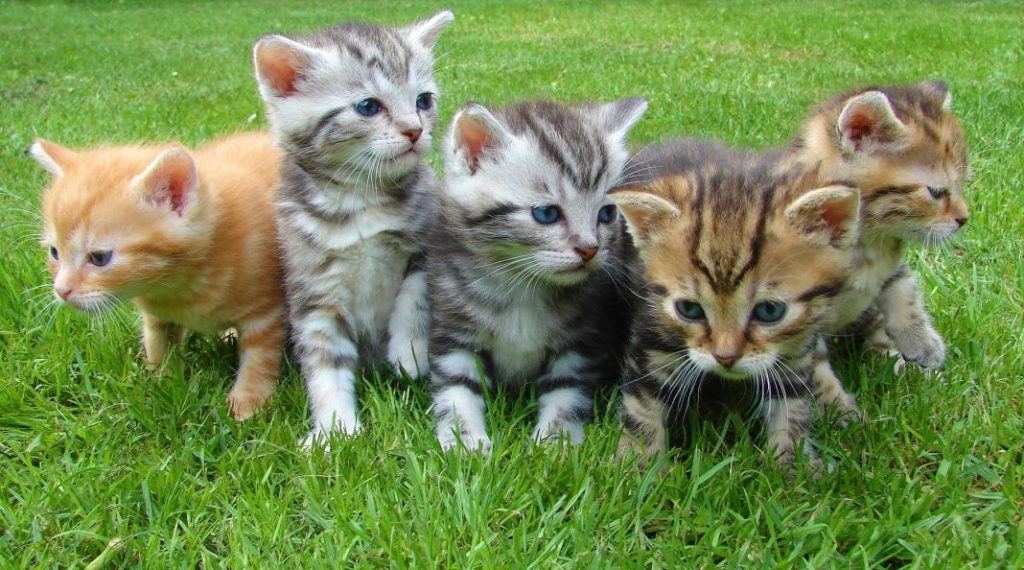 Gatos: Enfermedades a las que se arriesga si no le limpias bien el arenero