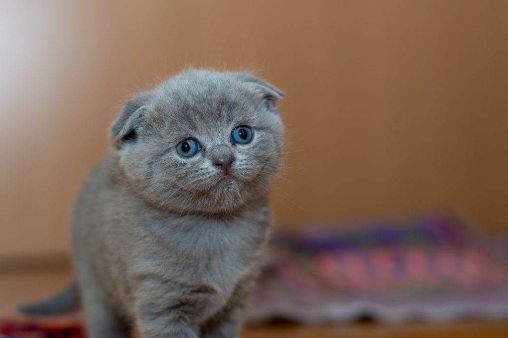 Gatos: Enfermedades a las que se arriesga si no le limpias bien el arenero 1 Vida.es mascotas