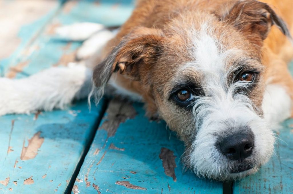 Leishmaniosis: qué es y por qué debes proteger a tu perro