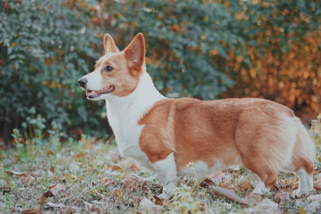 Perros corgi de Pembroke: características, personalidad y cuidados 1 Vida.es perro