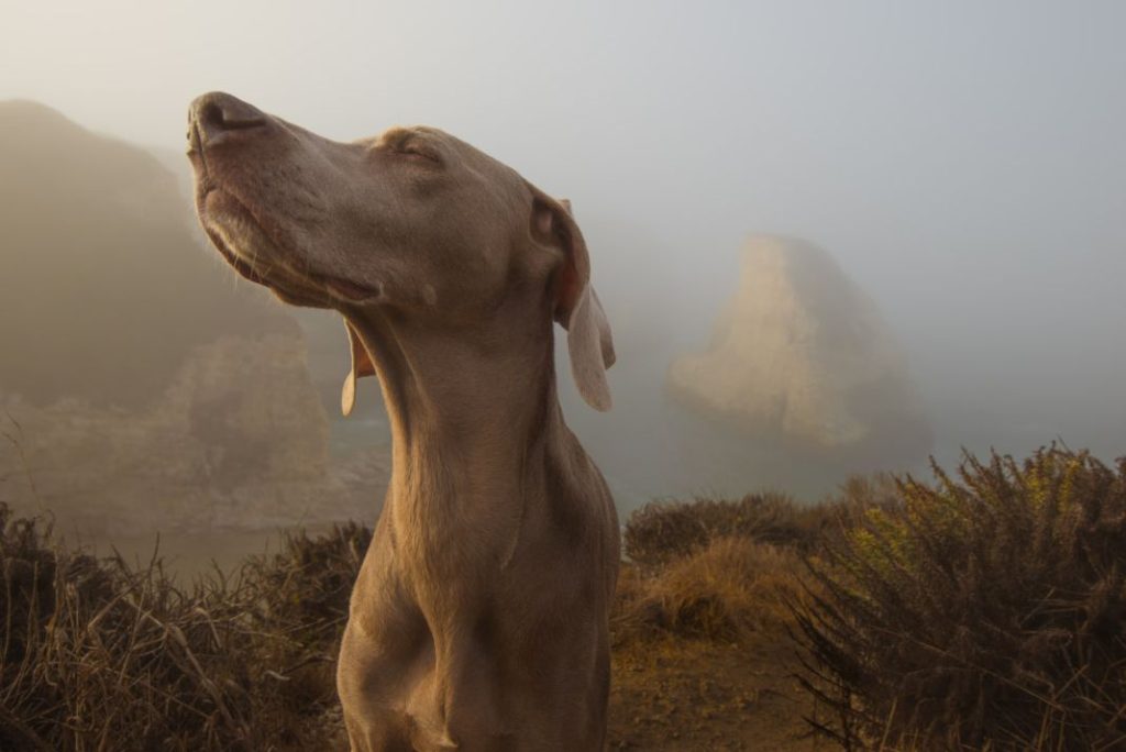 Por qué mi perro huele mal remedios para el mal olor