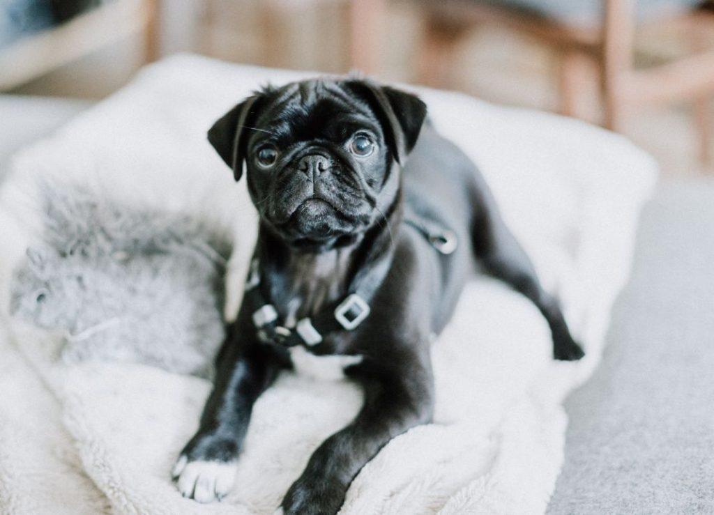 Por qué no deberías tener un perro de mascota 1 Vida.es Por qué no deberías tener un perro de mascota