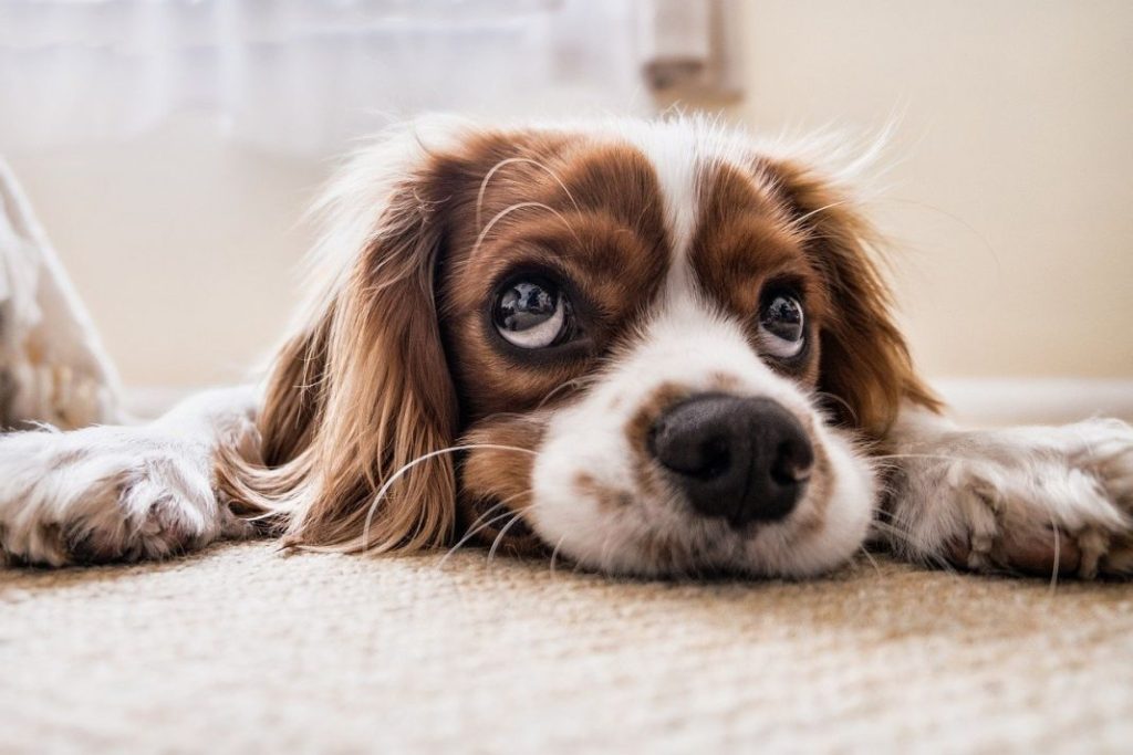 ¿Tienes un perro sordo? Consejos para ayudarle en el día a día 1 Vida.es mascotas
