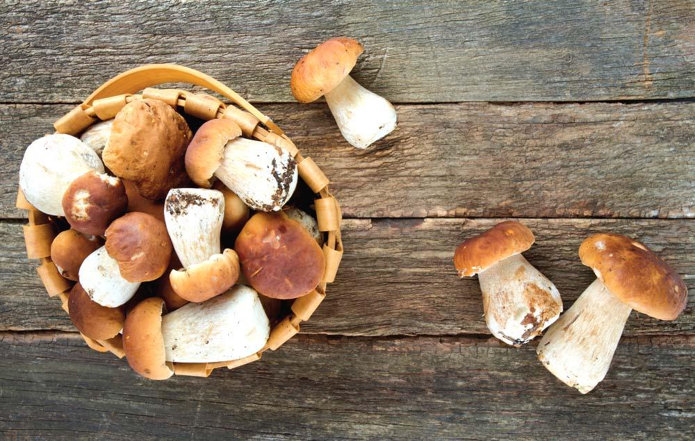10 setas comestibles y una receta para cada una de ellas 1 Vida.es El Hongo Porcini: Boletus edulis (Septiembre a Octubre)
