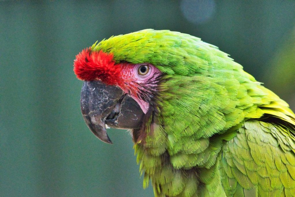 Animales que está prohibido tener como mascotas 1 Vida.es cotorra