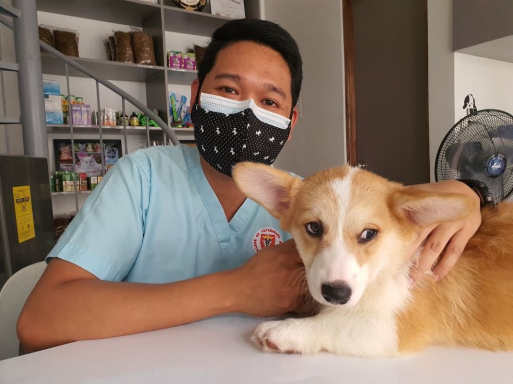 Castrar o esterilizar: qué es lo mejor para un perro 1 Vida.es veterinario