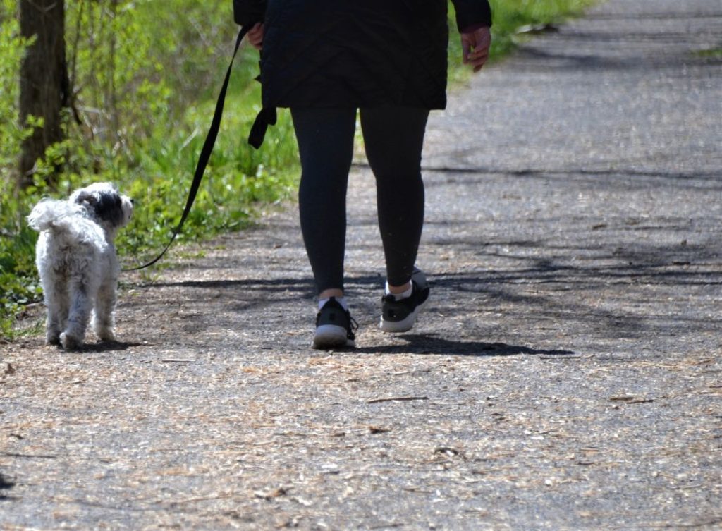 Cómo elegir un buen paseador de perros