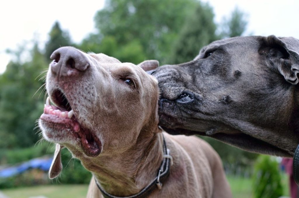 El motivo por el que tu perro chilla cuando le tocas las orejas