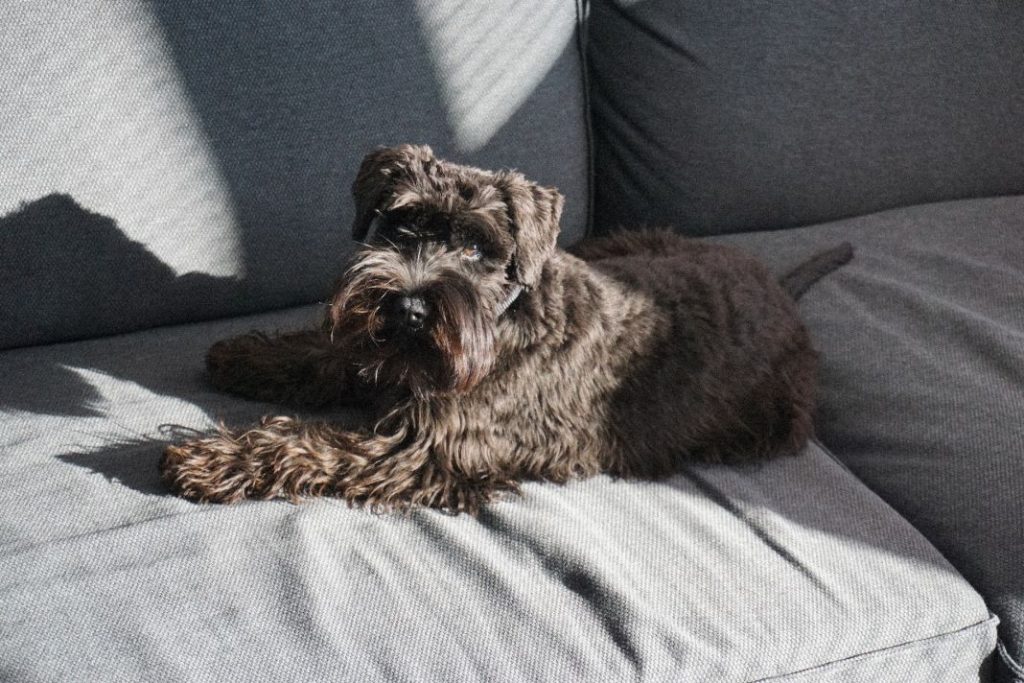 El motivo por el que tu perro rasca la cama antes de tumbarse 1 Vida.es El motivo por el que tu perro rasca la cama antes de tumbarse
